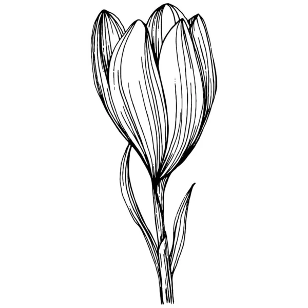 Крокус Шафран Цветочный Ботанический Цветок Изолированный Элемент Иллюстрации Векторный Ручной — стоковый вектор