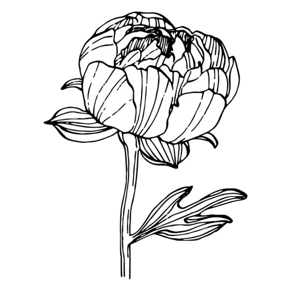 Şakayık çiçeği. Çiçekli botanik çiçeği. İzole illüstrasyon elementi. Arkaplan, doku, ambalaj deseni, çerçeve veya kenar çizimi için vektör el.