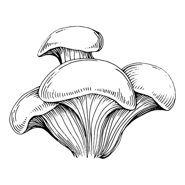 Logo için mantar çizimi. Mantar dövmesi sanat tarzında detaylı. Beyaz arka planda siyah beyaz klipsli sanat. Antika vintage gravür çizimi.