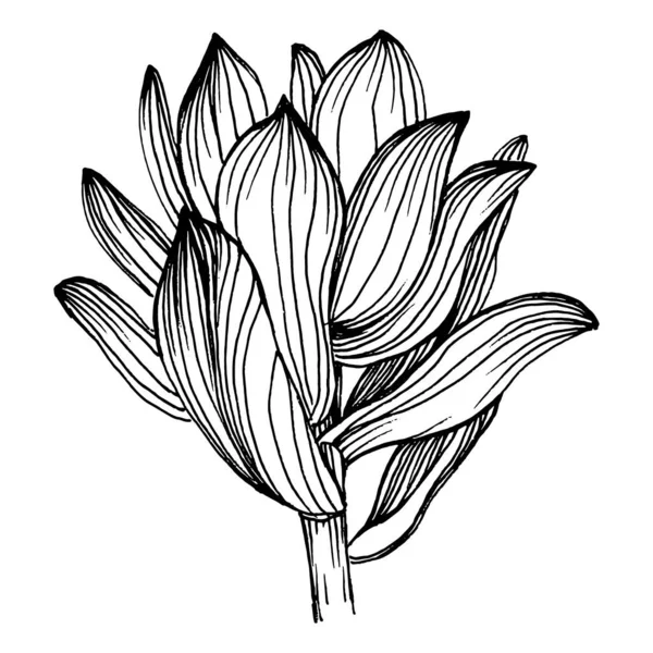 Sappige Bloem Bloemen Planten Botanische Cactus Geïsoleerd Illustratie Element Vector — Stockvector