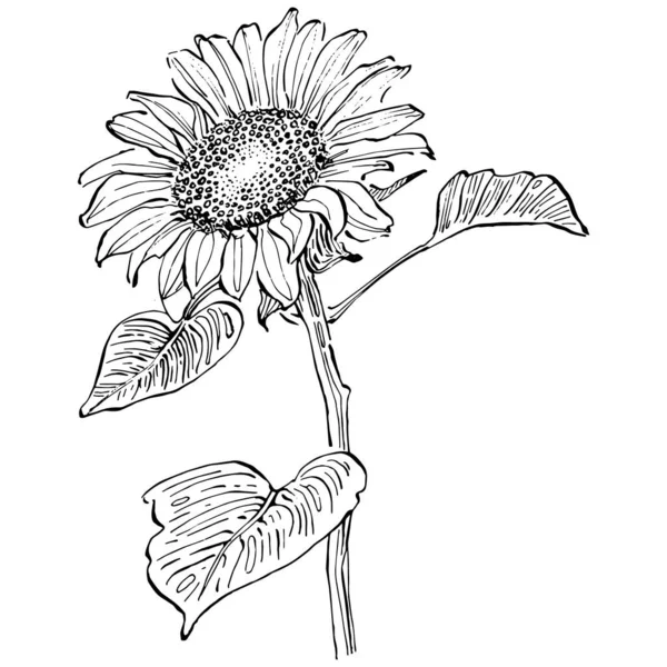 Floral Flor Botânica Isolado Elemento Ilustração Vector Mão Desenho Wildflower —  Vetores de Stock