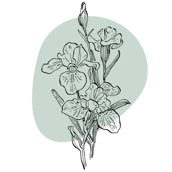 Afiş çizen süsen çiçeği. Sosyal medya platformu için arka planlar, hikayeler, soyut şekilli afişler, yapraklar. Sosyal ağlarınız için görsel tasarım. 