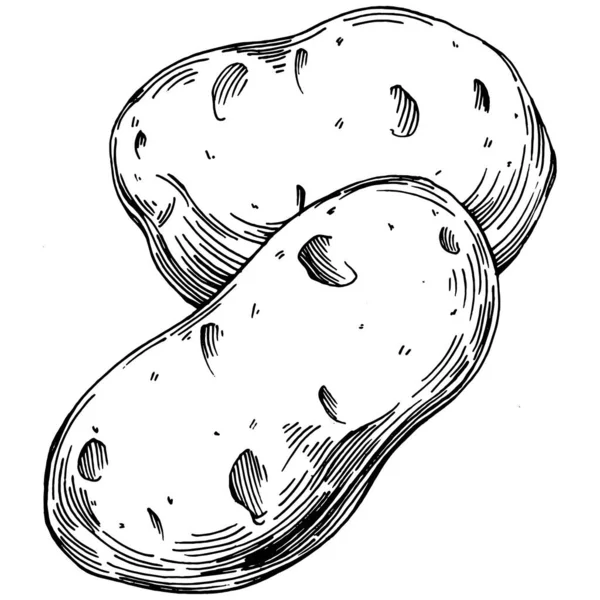 Aardappelen Geïsoleerde Handgetekende Illustratie Aardappel Groente Gegraveerde Stijl Schets Vegetarische — Stockvector