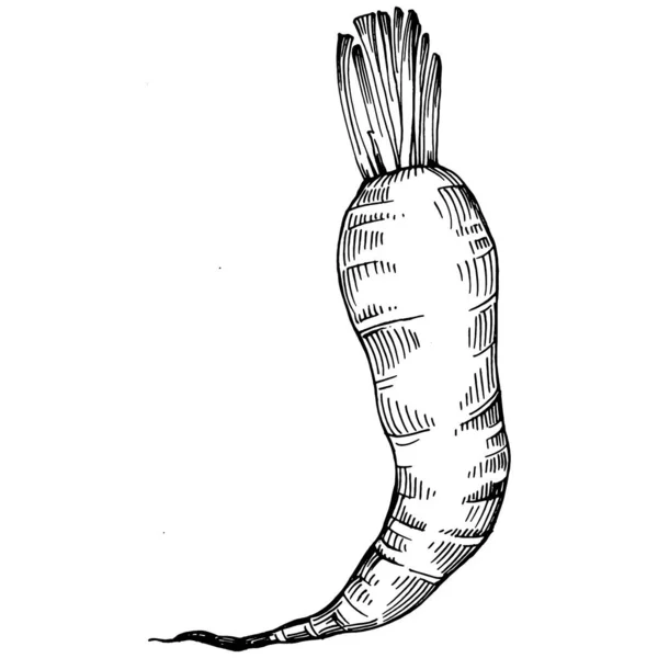 Ilustracja Ręcznie Rysowanej Marchewki Grawerowany Styl Roślinny Sketch Wegetariańskie Jedzenie — Wektor stockowy