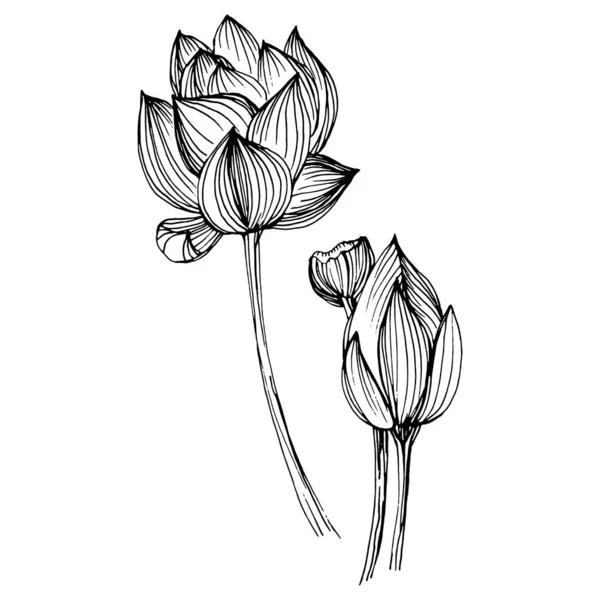 Nilüfer çiçeği. Çiçekli botanik çiçeği. İzole illüstrasyon elementi. Arkaplan, doku, ambalaj deseni, çerçeve veya kenar çizimi için vektör el.