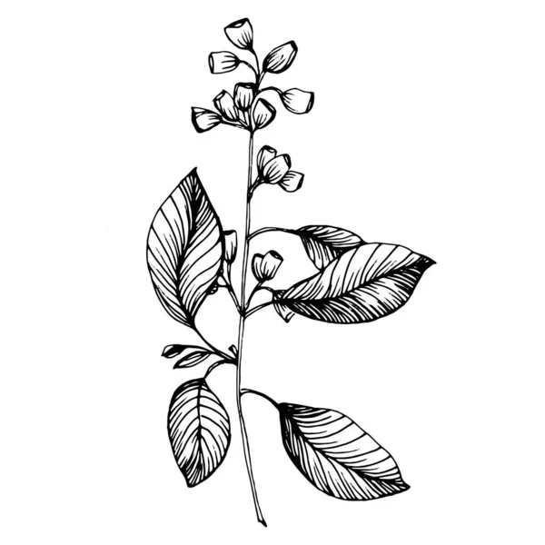 Φύλλα Ευκαλύπτου Φυτικό Βοτανικό Λουλούδι Μεμονωμένο Στοιχείο Απεικόνισης Διάνυσμα Χέρι — Διανυσματικό Αρχείο