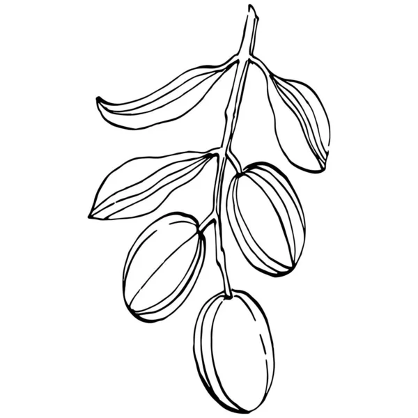 Оливковые Контуры Оливковые Ветви Белом Фоне Листья Оливки Векторные Черно — стоковый вектор