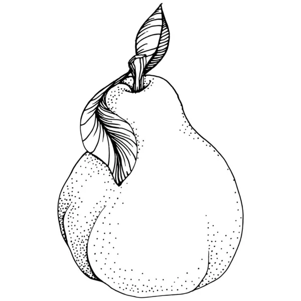 Croquis Isolé Poire Avec Illusion Dessinée Main Élément Vecteur Fruits — Image vectorielle