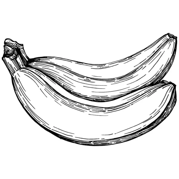 Handgetekende Geïsoleerde Banaan Vector Illustratie Exotisch Fruit — Stockvector