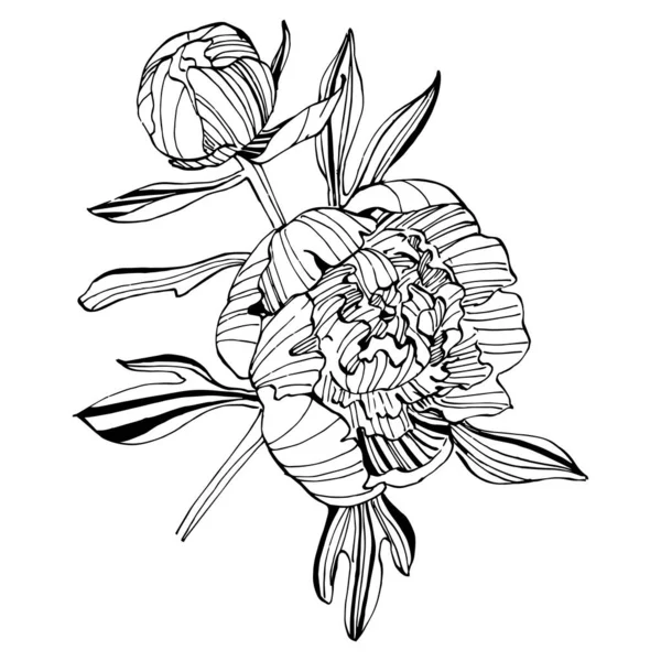Şakayık çiçeği. Çiçekli botanik çiçeği. İzole illüstrasyon elementi. Arkaplan, doku, ambalaj deseni, çerçeve veya kenar çizimi için vektör el.