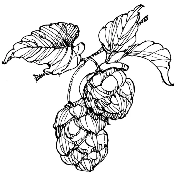 Hop Plant Hand Tekenen Vintage Clip Art Humulus Logo Tatoeage — Stockvector