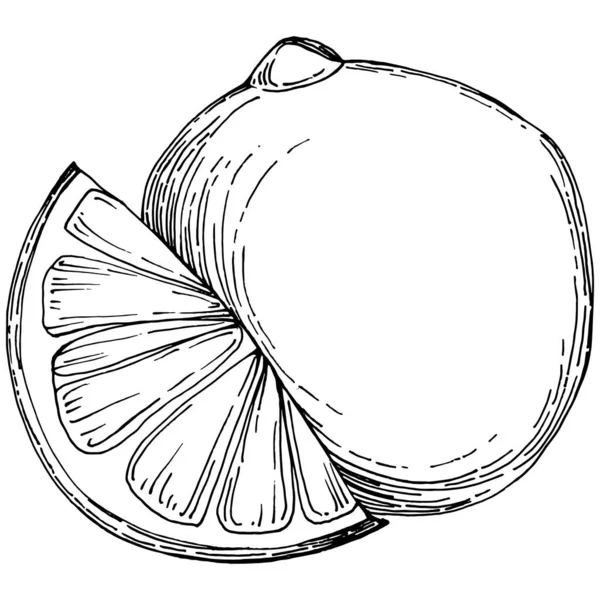 Kiwi Sketch Cítricos Decorativos Frutas Ilustraciones Botánicas Kiwi Dibujadas Mano — Archivo Imágenes Vectoriales