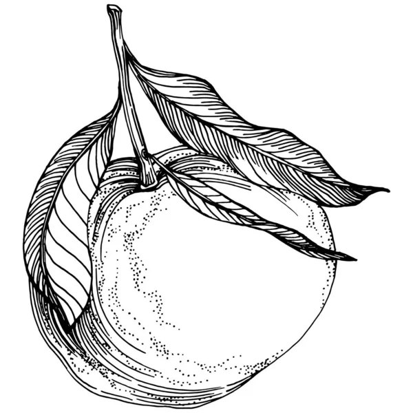 Mandarin çizim vektörü izole edildi. El çizimi illüstrasyon meyvesi. Yaz yemekleri oymalı eski moda. Detaylı vejetaryen eskizi. Tasarım logonuz için harika, amblem, etiket, poster, baskı, menü