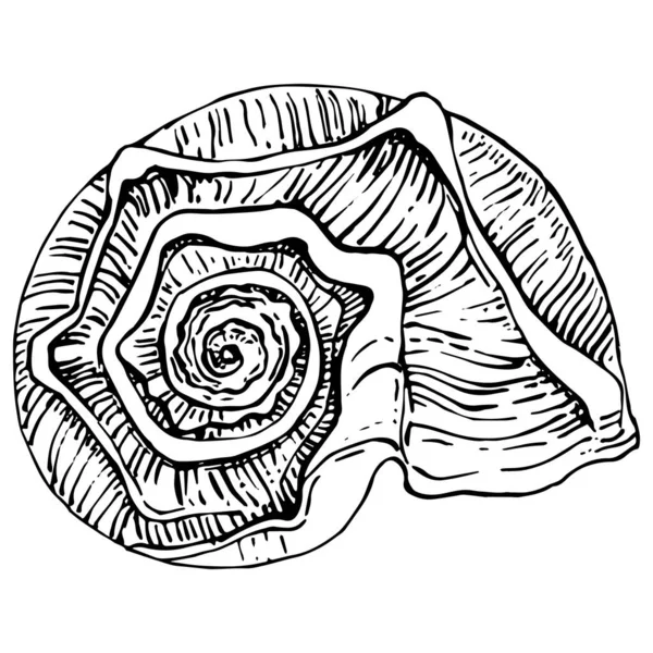 Hand Drawn Ocean Shells Isolated Black White Illustration — Vettoriale Stock