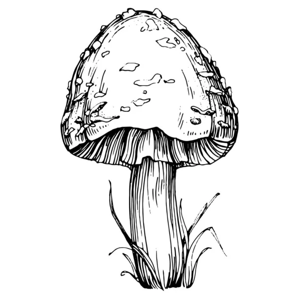 Logo için mantar çizimi. Mantar dövmesi sanat tarzında detaylı. Beyaz arka planda siyah beyaz klipsli sanat. Antika vintage gravür çizimi.