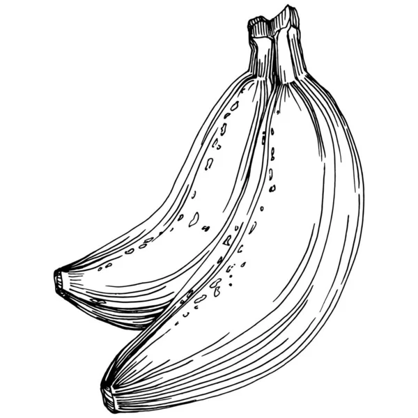 El yapımı izole edilmiş muz. Vektör illüstrasyonu egzotik meyve. 