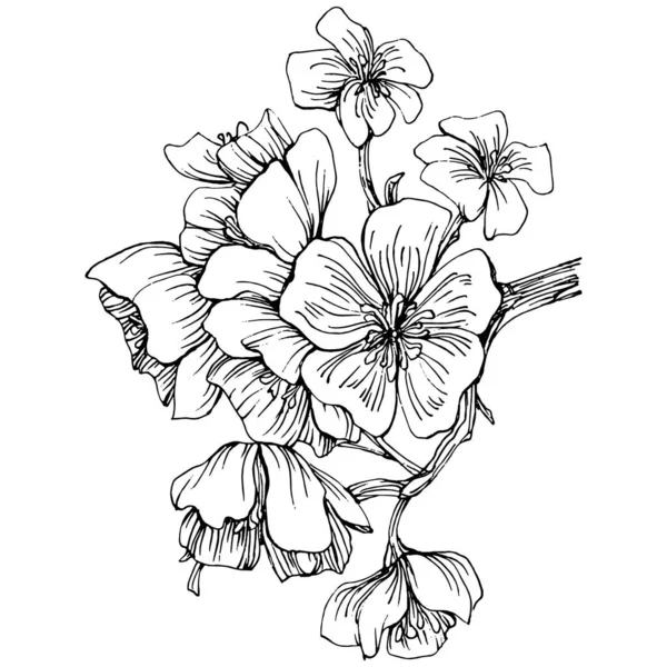 Fleur Sakura Fleur Botanique Florale Élément Illustration Isolé Dessin Vectoriel — Image vectorielle