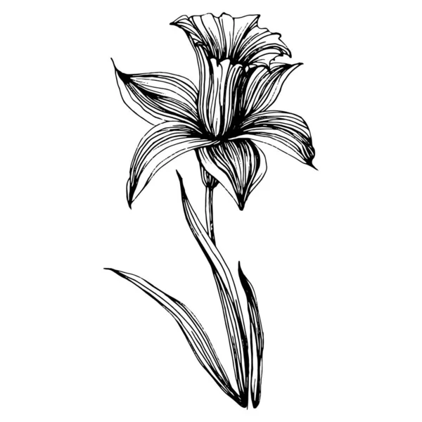 花を咲かせます 花の植物のJonquil 孤立したイラスト要素 テクスチャ ラッパーパターン フレームまたは境界線のためのベクトル手描きの野花 — ストックベクタ