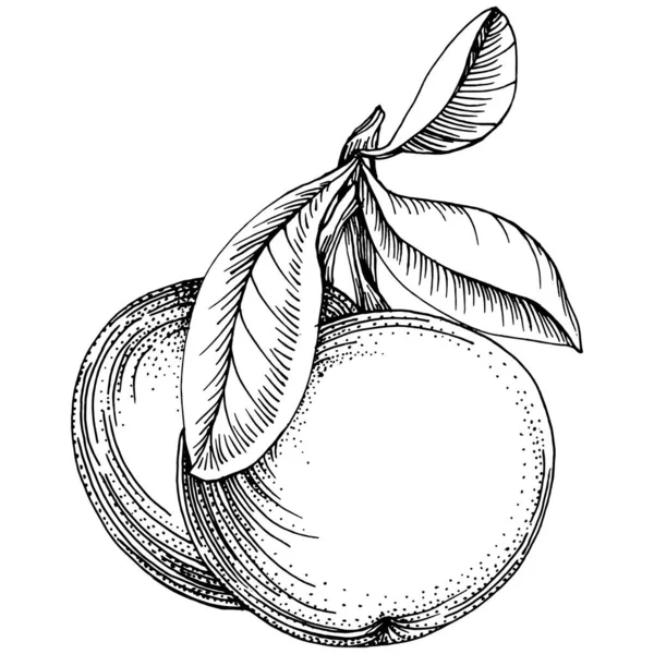 Vecteur Croquis Mandarin Isolé Illustration Dessinée Main Nourriture Été Style — Image vectorielle