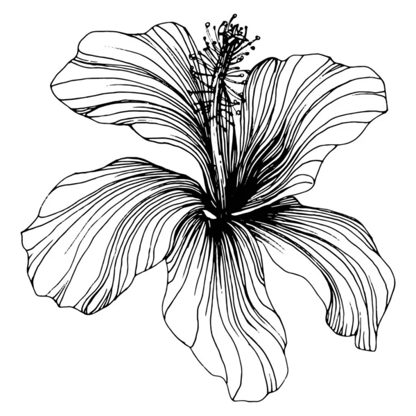 Hibiscus Bloem Bloemen Botanisch Geïsoleerd Illustratie Element Vector Hand Tekening — Stockvector