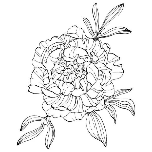 Peony Flower Floral Botanical Flower Isolated Illustration Element Vector Hand — ストックベクタ