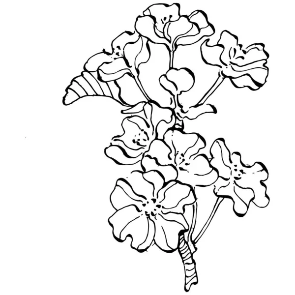 El çizimi Sakura çiçek logosu, çerçeve, sınır, promosyon unsuru. Damga şablonu. Minimalist monogram. Rustik zarif marka veya logottip arkaplan.