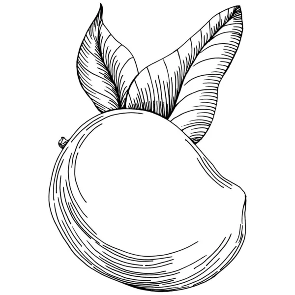 Mango tropikal meyve çizim vektörü. İşlenmiş organik gıda. Beyaz arkaplanda siyah beyaz mango ögesi.