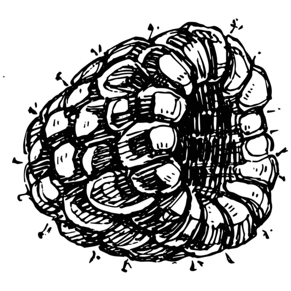 Lampone Isolato Disegno Vettoriale Schizzo Stile Inciso Con Olio Essenziale — Vettoriale Stock
