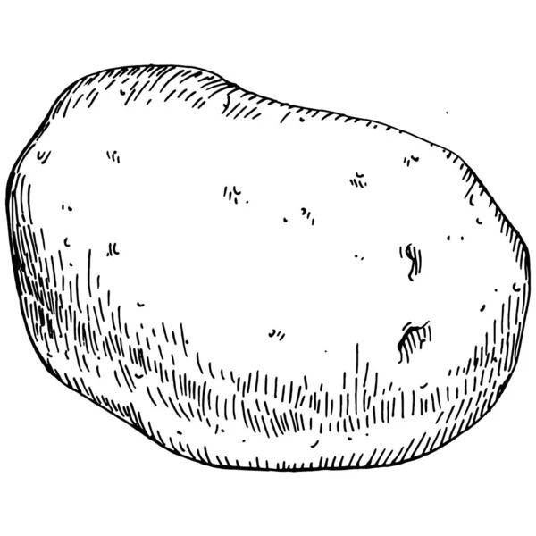 Elle çizilmiş patates çizimi. Patates sebzesi oymalı. Vejetaryen yemek çizimi. Çiftlik pazarı ürünü. Tasarım logosu, menü, etiket, simge, pul için en iyisi.