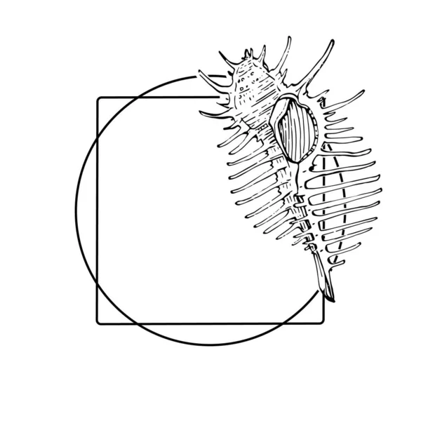 Logo Coquille Mer Dessiné Main Cadre Bordure Élément Promo Modèle — Image vectorielle