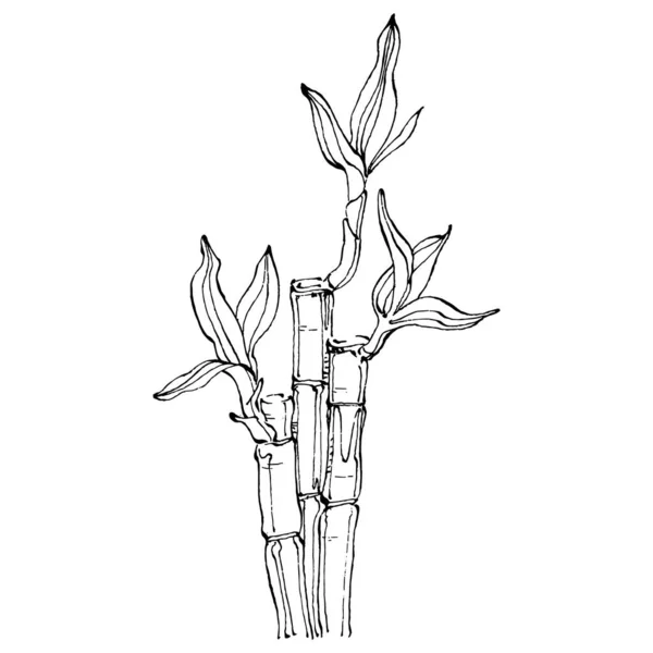 Elle Çizilmiş Bambu Bitkisi Çiçek Dövmesi Sanat Tarzında Detaylı Beyaz — Stok Vektör