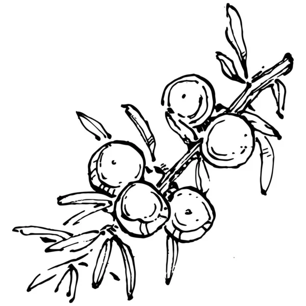 Juniper vektör çizimi. Böğürtlen dalında izole edilmiş eski bir illüstrasyon. Organik yağ oymalı taslak. Güzellik ve kaplıca, kozmetik malzeme. Etiket, poster, broşür, paket için harika