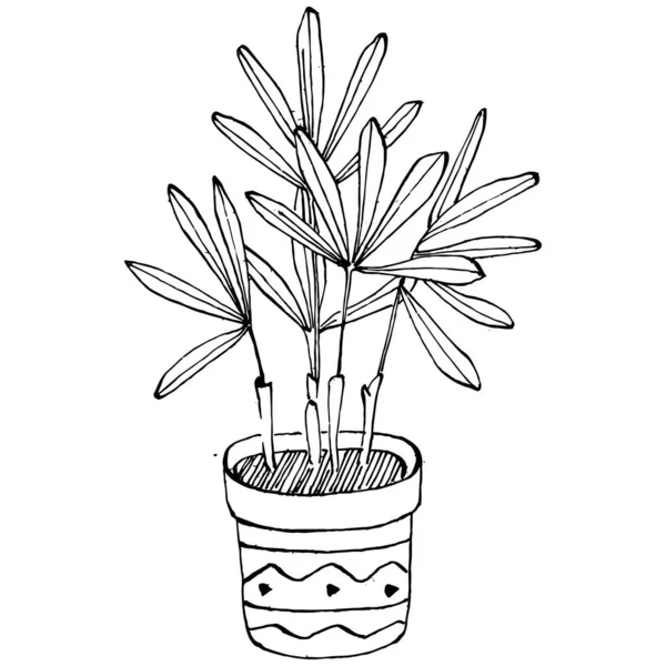 Home Plant Pots Sketch Outline Drawing Isolated Illustration Growing Flowers — Stock Vector