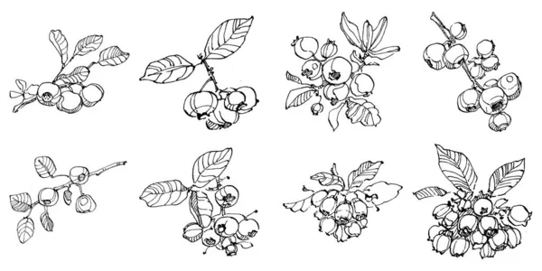 Yabanmersinli el klasik klipsli resim çiziyor. Sanat tarzında detaylandırılmış böğürtlen logosu ya da dövme. Siyah ve beyaz izole edilmiş. Amblem için antika vintage gravür