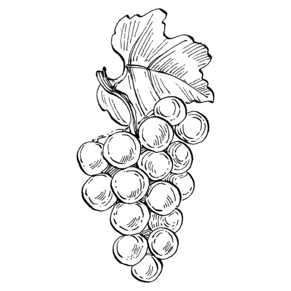 손으로 스케치 포도는 잎사귀 열매등을 덮는다 아트는 배경에서 수있다 포도주를 — 스톡 벡터