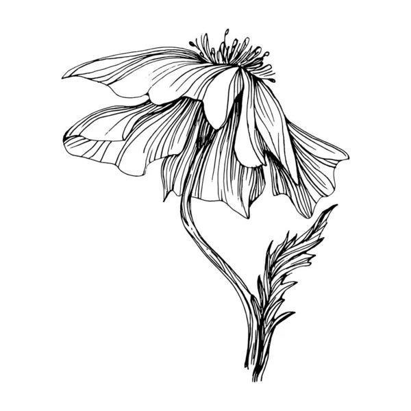 Квітка Макіс Маки Квіткова Ботанічна Квітка Ізольований Елемент Ілюстрації Векторний — стоковий вектор