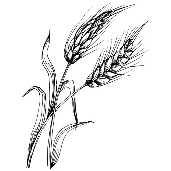 Малюнки Пшеничних Вух Гравюра Старовинної Ілюстрації Символ Захисту Безпеки Антикварна — стоковий вектор
