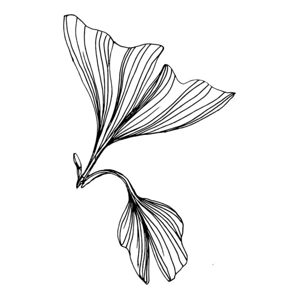 银杏草本植物手绘素描 花纹非常详细的线条艺术风格 黑白相间的剪贴画被白色背景隔离了 古董画图解 — 图库矢量图片