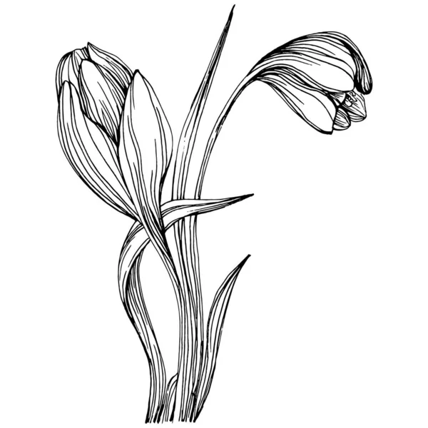 Crocus Açafrão Floral Flor Botânica Isolado Elemento Ilustração Vector Mão — Vetor de Stock