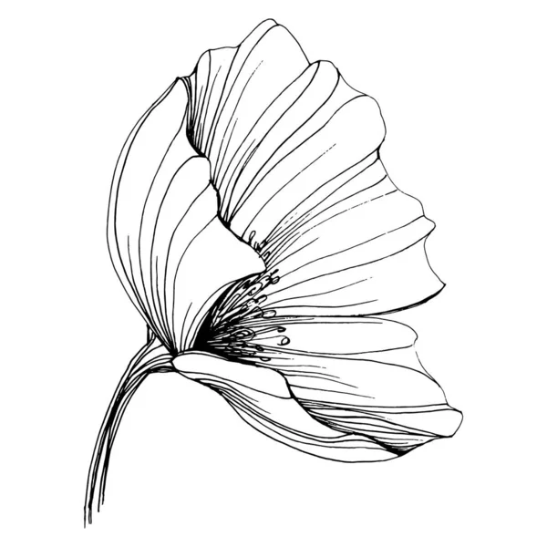 Gelincik çiçeği. Çiçekli botanik çiçeği. İzole illüstrasyon elementi. Arkaplan, doku, ambalaj deseni, çerçeve veya kenar çizimi için vektör el.