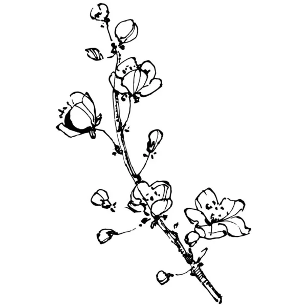 Kirschskizzenzeichnung Isoliert Schwarz Weiße Clip Art Auf Weißem Hintergrund Illustration — Stockvektor