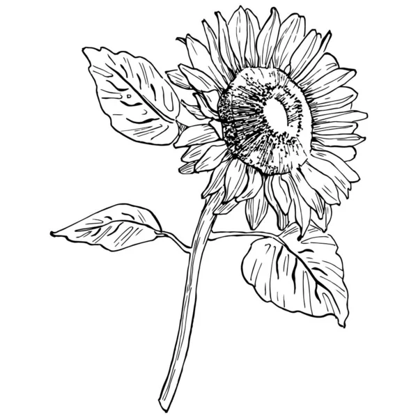 Ayçiçeği. Çiçekli botanik çiçeği. İzole illüstrasyon elementi. Arkaplan, doku, ambalaj deseni, çerçeve veya kenar çizimi için vektör el.