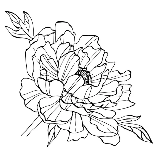 Пионский Цветок Цветочный Ботанический Цветок Изолированный Элемент Иллюстрации Векторный Ручной — стоковый вектор