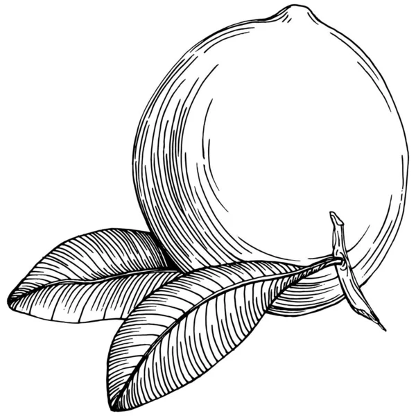 Kiwi Sketch Zitrusfrüchte Dekorativ Handgezeichnete Botanische Illustrationen Von Kiwi Schwarz — Stockvektor