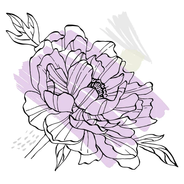 Şakayık çiçeği. Çiçekli botanik çiçeği. İzole illüstrasyon elementi. Arkaplan, doku, ambalaj deseni, çerçeve veya kenar çizimi için vektör el.