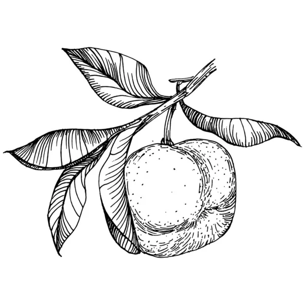 Mandarin Sketch Turunçgil Meyve Dekorasyonu. El yapımı Portakal Botanik Çizimleri. Beyaz arka planda izole edilmiş siyah beyaz çizgili sanat eserleri. 