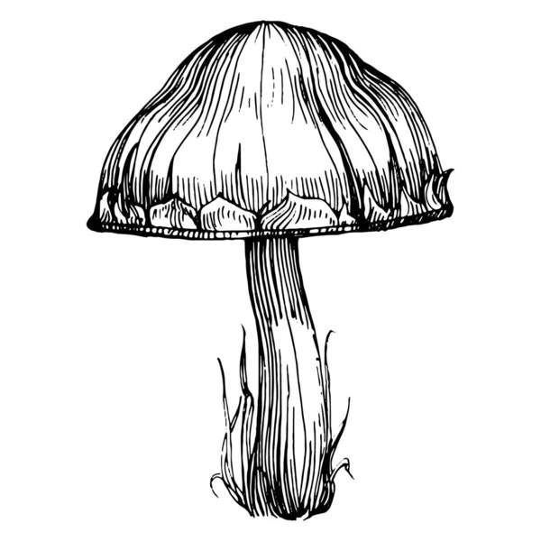 Logo için mantar çizimi. Mantar dövmesi sanat tarzında detaylı. Beyaz arka planda siyah beyaz klipsli sanat. Antika vintage gravür çizimi.