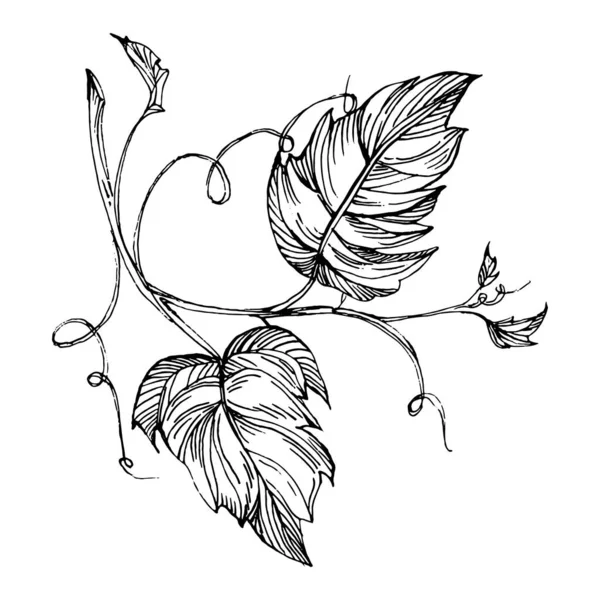 Elle çizilmiş üzüm çizimi. Şarap asması ana hatları, yaprakları, böğürtlenleri kapatır. Beyaz arka planda siyah beyaz klipsli sanat. Şarap tasarımı için antika bir gravür..  