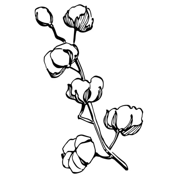 Cotton Flower Floral Botanical Flower Isolated Illustration Element Vector Hand — Vettoriale Stock