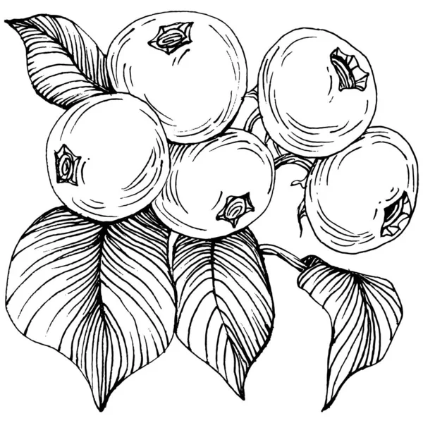 Yabanmersinli el klasik klipsli resim çiziyor. Sanat tarzında detaylandırılmış böğürtlen logosu ya da dövme. Siyah ve beyaz izole edilmiş. Amblem için antika vintage gravür